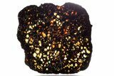Polished Sericho Pallasite Meteorite ( g) Slice - Kenya #348853-2